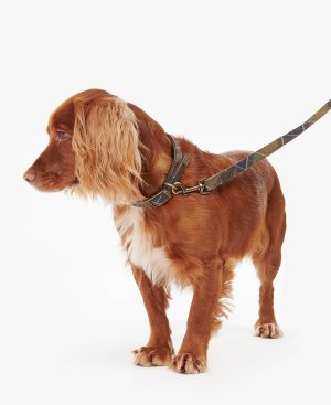 Tartan Webbing Dog Lead